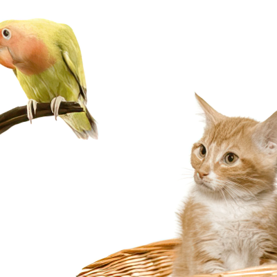 Tips for keeping cats and birds safe in the same home