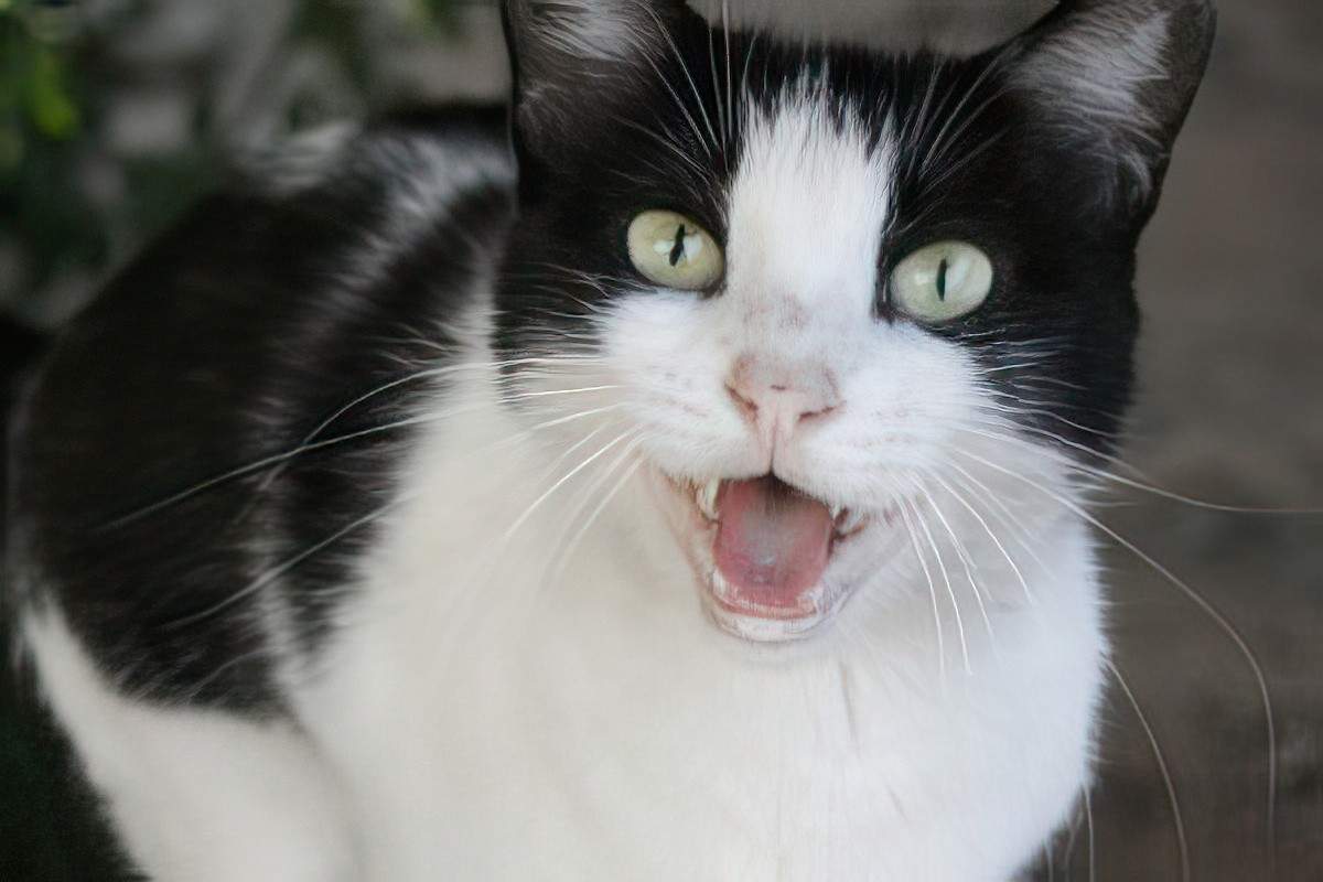 A black and white cat with its mouth open