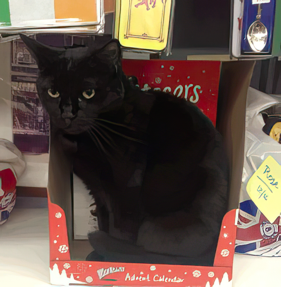 A black cat sitting in a box