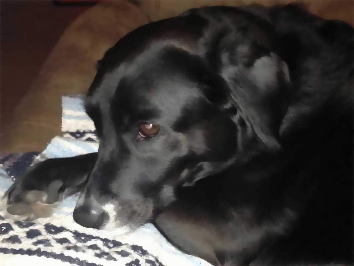 A black dog lying on a blue and white blanket