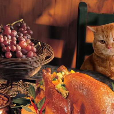 Should you share Thanksgiving food with your pets?