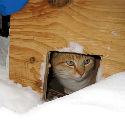 How to help feral cats in the wintertime