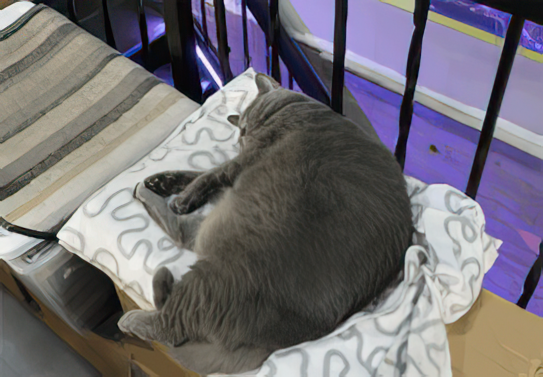 A cat lying on a pillow