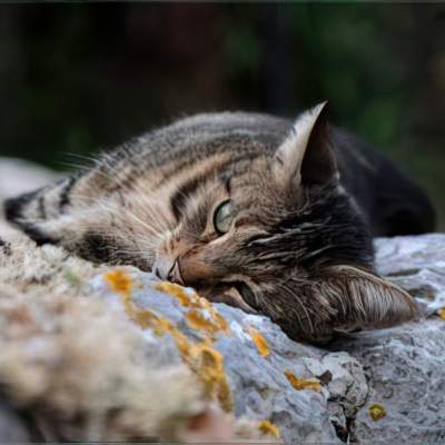 How to treat heat exhaustion in cats