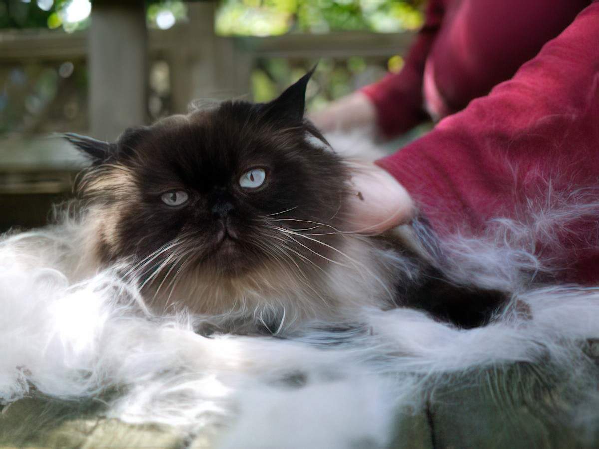 A cat lying on a wooden surface being brushed