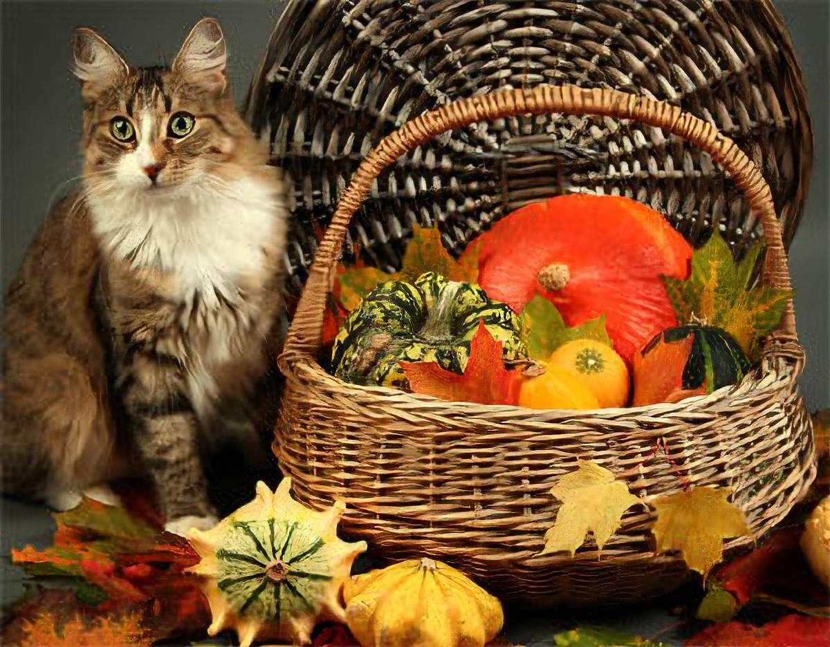 A cat sitting next to a basket of vegetables