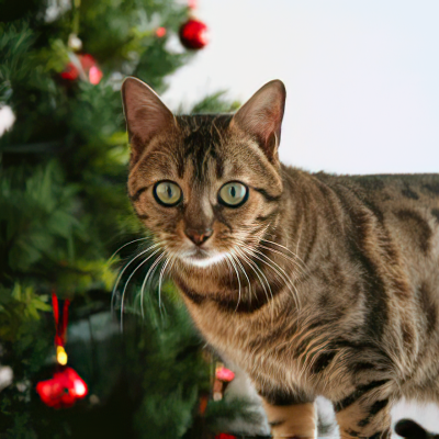 How to keep your cat safe for the holidays