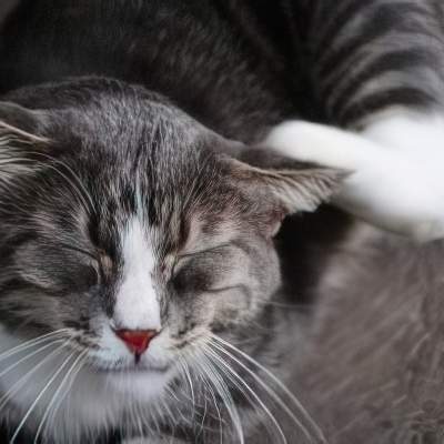 Why does my cat have itchy ears?
