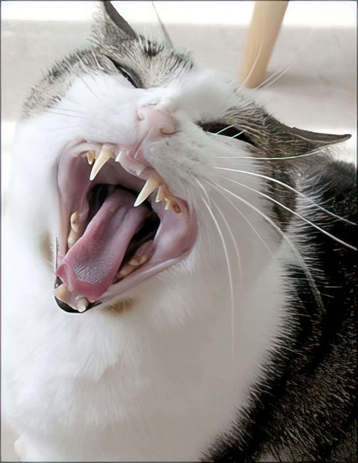 A cat with its mouth open