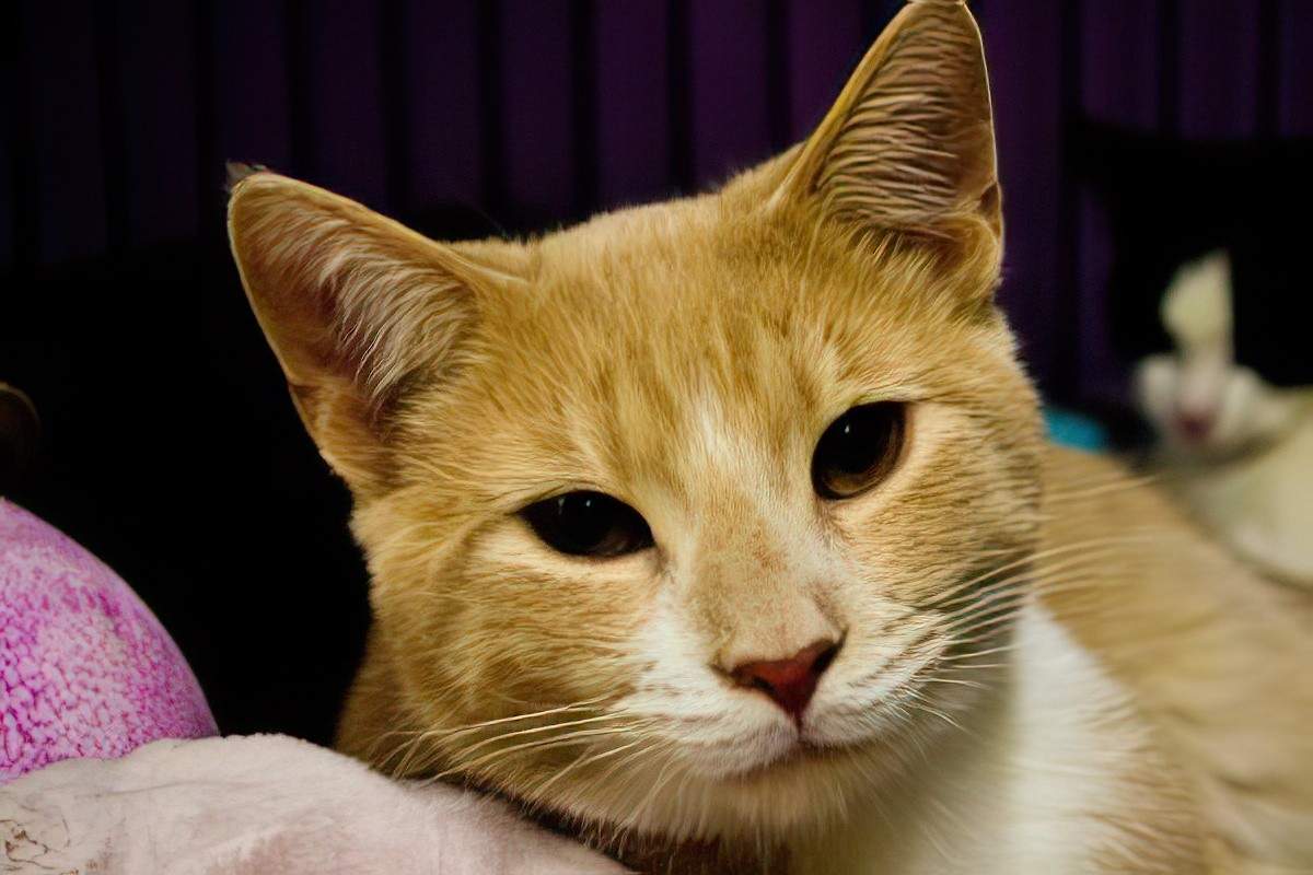 A close-up of an orange cat