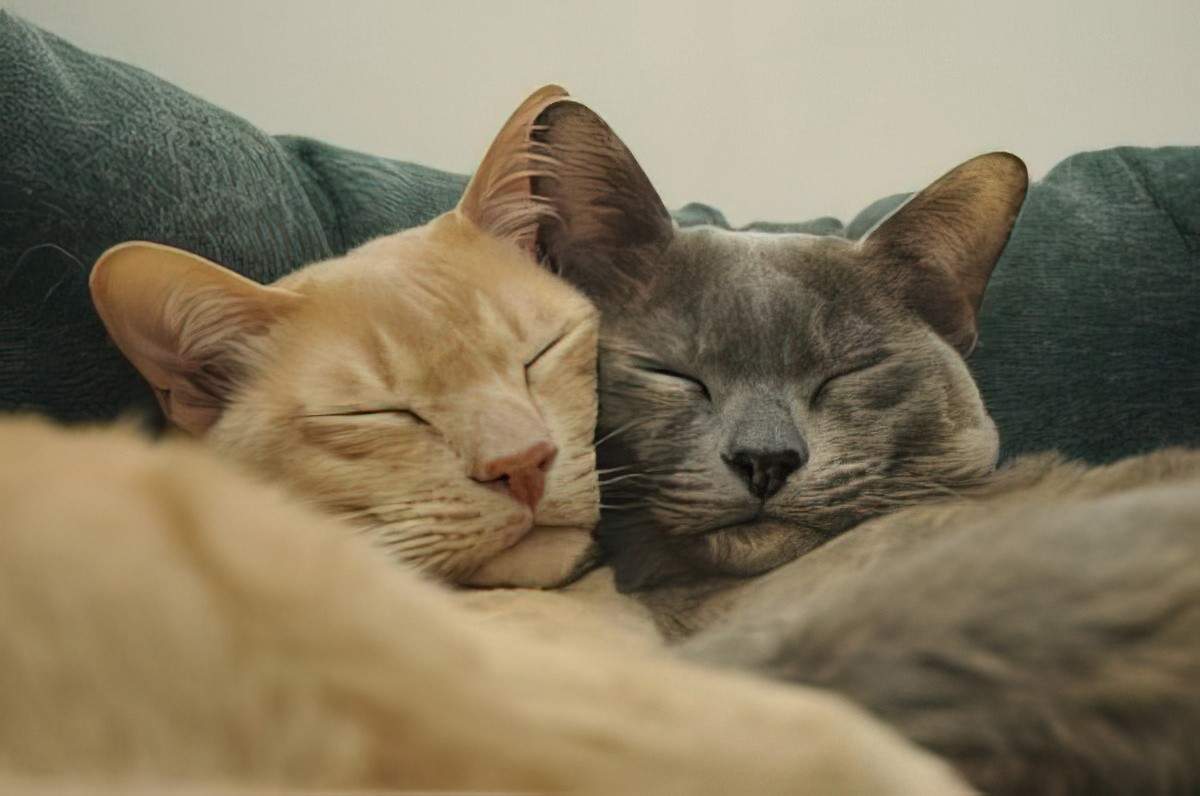 A couple of cats sleeping together