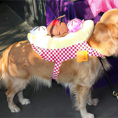 Pet Halloween costumes are quite the rage