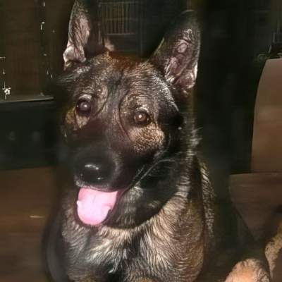 The newest NYPD canine is an ex-military dog