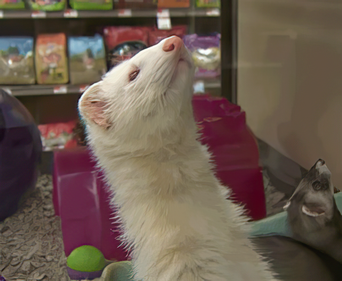 A white ferret looking up