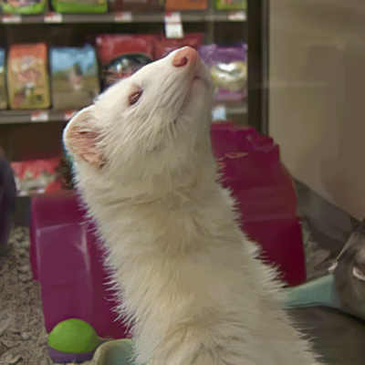 NYC may lift the ban on ferrets as pets
