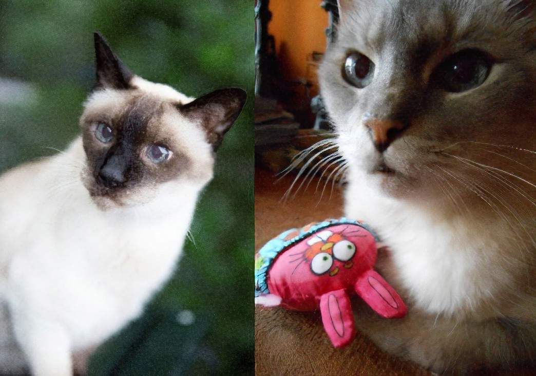 A sie-by-side image. Left: A Siamese cat with cream fur and brown points, blue eyes, looking directly at the camera, outdoors. Right: Close-up of a Siamese-mix cat with a cream and gray face, next to a pink plush toy, indoors.