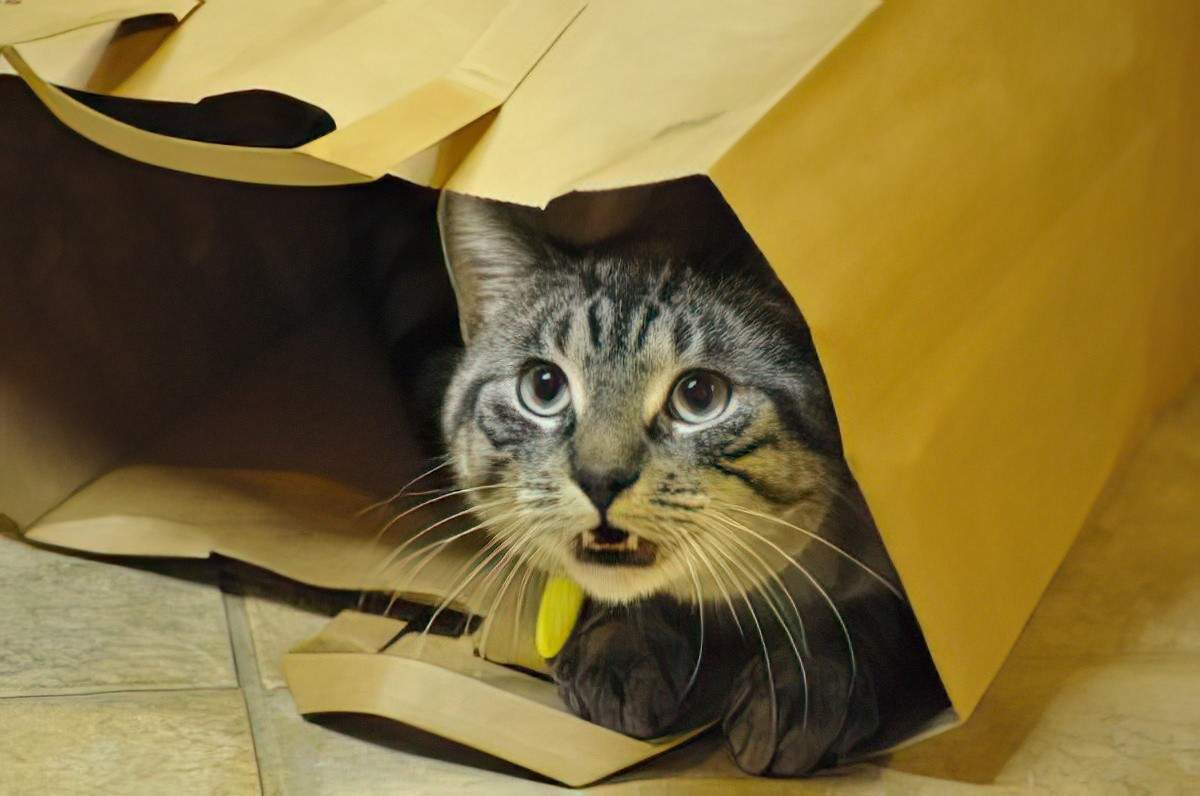 Teddy The Bag Cat, meowing