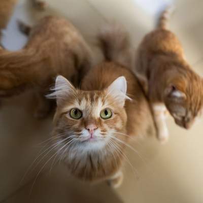 Four tips for great cat photos