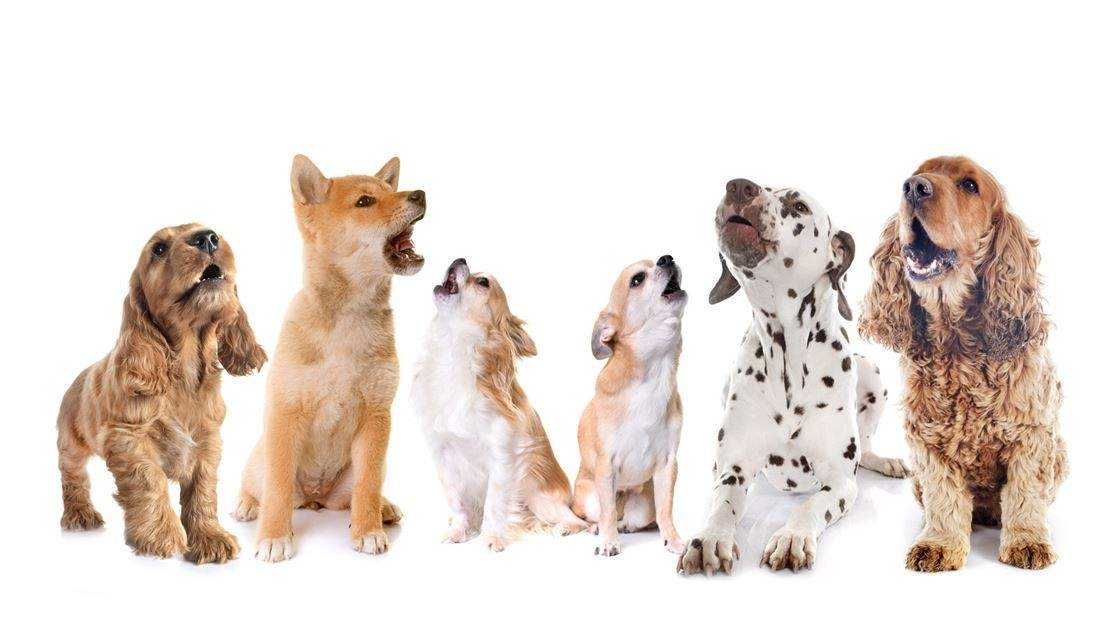 a group of dogs howling