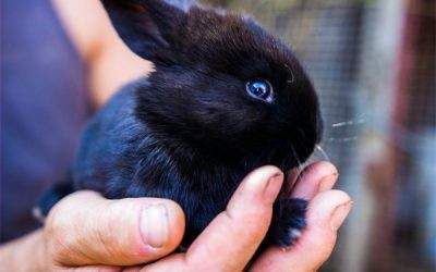 A person is holding a small black bunny in their hands.