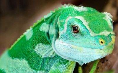 a green gecko
